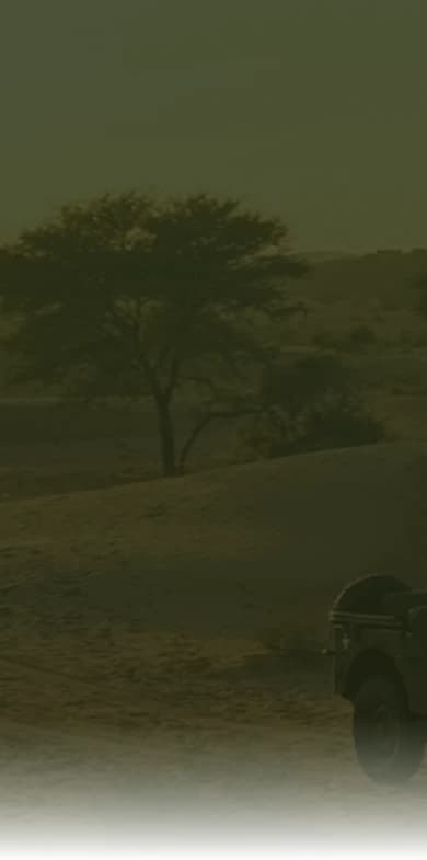 Vintage Willys Jeep on a Rajasthan safari trail at golden hour